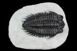 Coltraneia Trilobite Fossil - Huge Faceted Eyes #125090-1